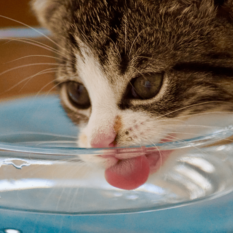 A kitten drinking from a glass of water. A kitten drinking from a glass of water.