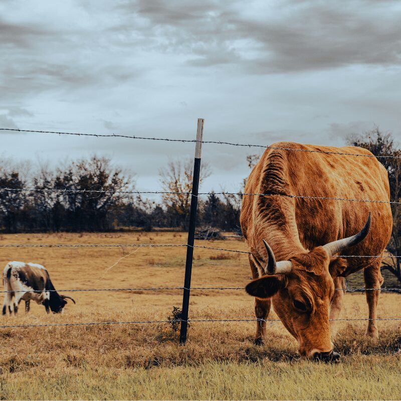 cow farm in texas