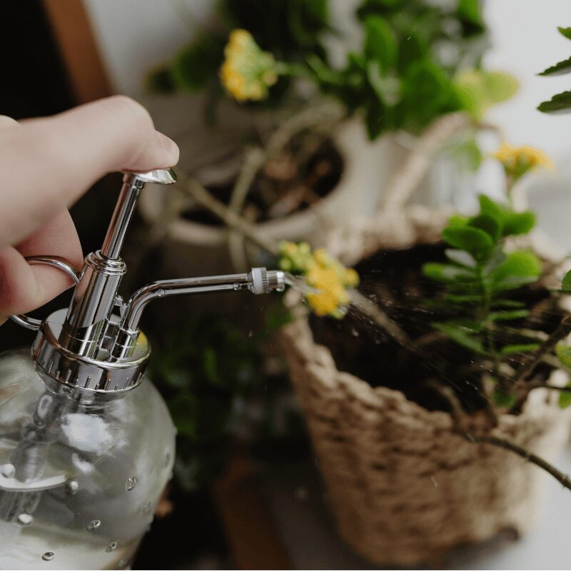 watering house plant with glass spray bottle