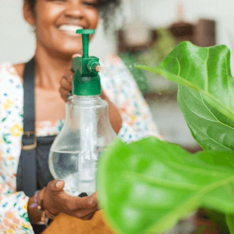 woman misting plants with water spray Misting plants with Texas tap water.