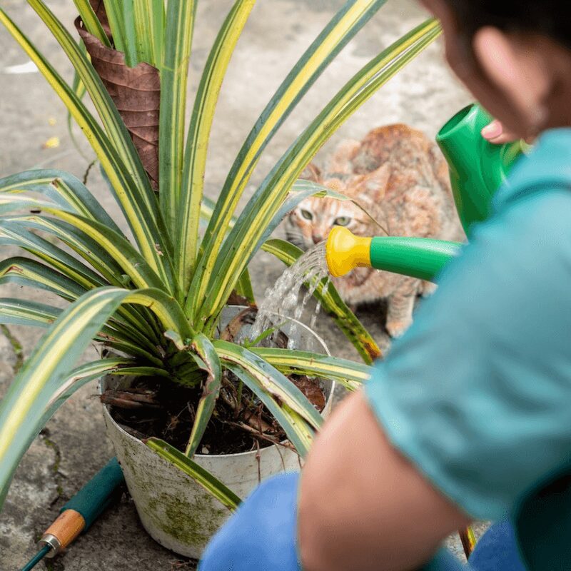 woman-seen-from-behind-watering-a-plant woman watering plant in backyard